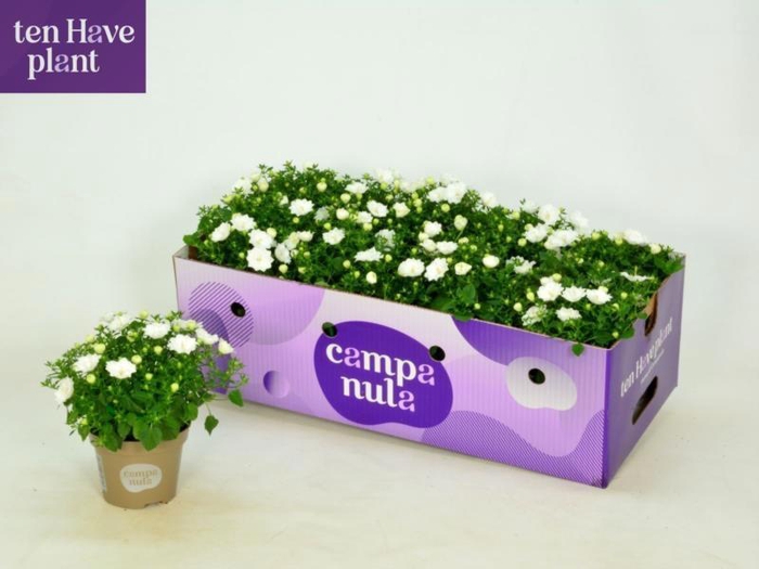 <h4>CAMP IS DUBLIN WHITE</h4>