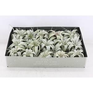 arr3 CP - Xerographica x15