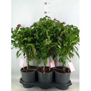 Pentas lanceolata 'Graffiti Pink'