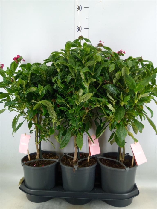 <h4>Pentas lanceolata 'Graffiti Pink'</h4>