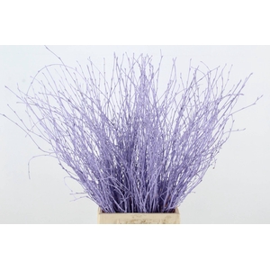 Betula Bs Milka FST