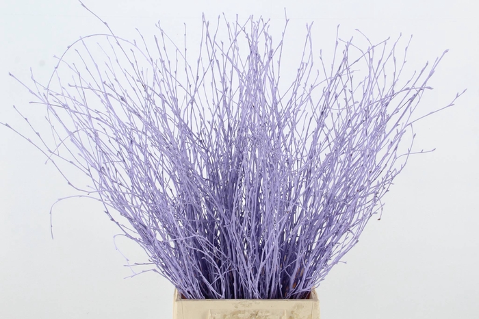 <h4>Betula Bs Milka FST</h4>
