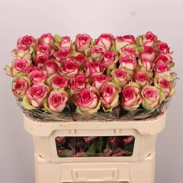 <h4>R Gr Monique</h4>