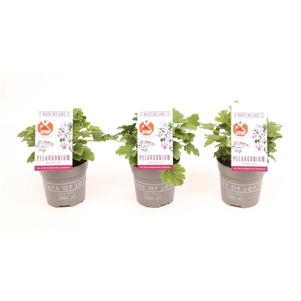 <h4>Pelargonium 'Orange Fizz' Anti-Musquito</h4>
