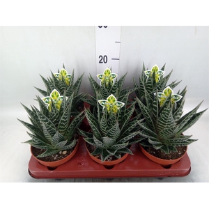 Aloe aristata 'Tiki Tahi'
