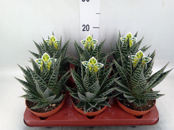 <h4>Aloe aristata 'Tiki Tahi'</h4>