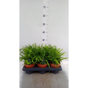 Nephrolepis cord. 'Duffii'
