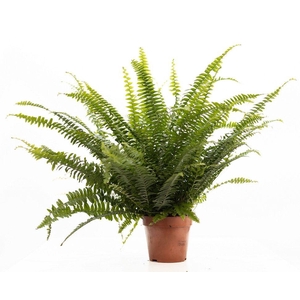 Nephrolepis Green Lady P&PURE Collection