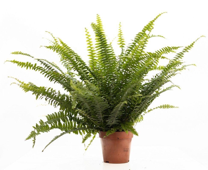 <h4>Nephrolepis Green Lady P&PURE Collection</h4>