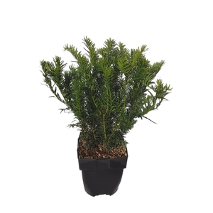 Taxus baccata Bush 'Repandens' P17