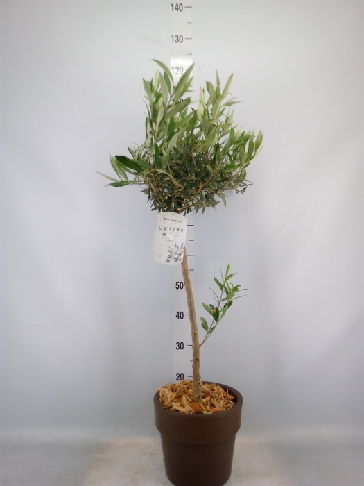<h4>Arr.   Tuinplanten H%</h4>