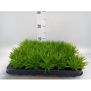 Senecio archeri 'Himalaya'