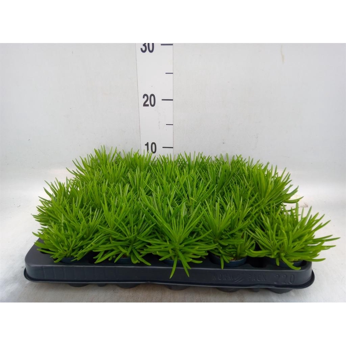 <h4>Senecio archeri 'Himalaya'</h4>