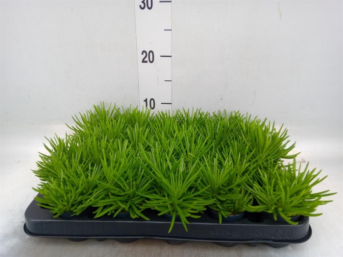 <h4>Senecio archeri 'Himalaya'</h4>