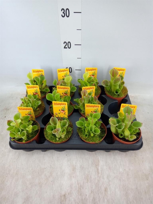 <h4>Vleesetende planten</h4>