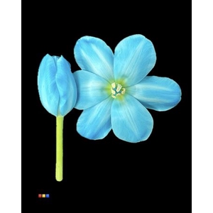 Tulp Pastel Blue