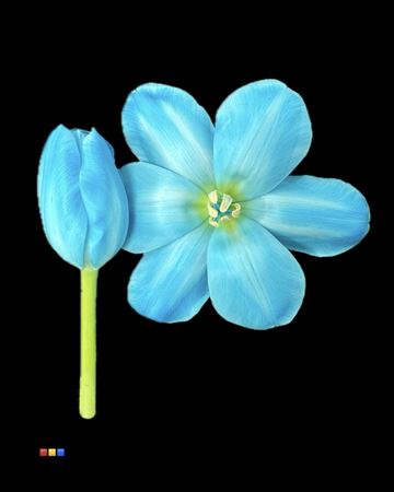 <h4>Tulp Pastel Blue</h4>