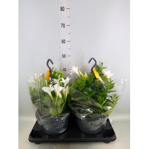 Mandevilla sand. 'SumStar White'