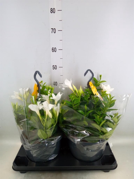 <h4>Mandevilla sand. 'SumStar White'</h4>