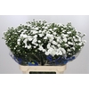 Aster Pretty Wendy