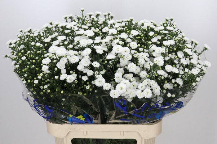 <h4>Aster Pretty Wendy</h4>