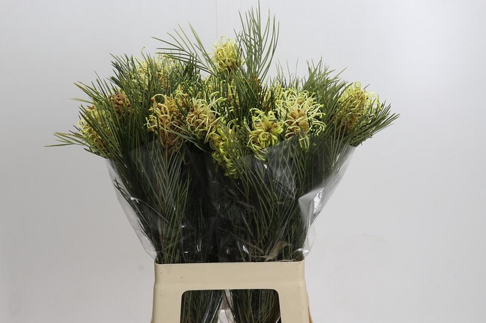 <h4>Grevillea Spiderman</h4>