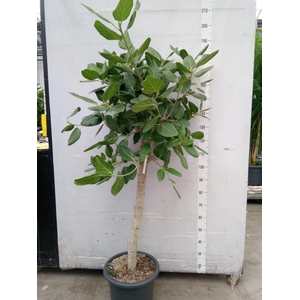 Ficus benghalensis 'Audrey'