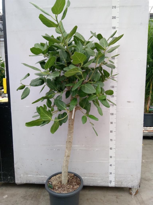 <h4>Ficus benghalensis 'Audrey'</h4>