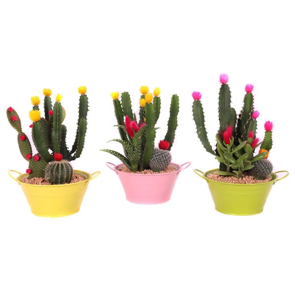 <h4>Cactus disco zink schaal 17 cm</h4>