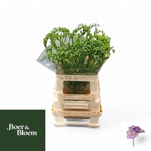 FR DU BLUE SENSATION