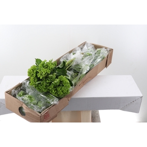Hydr Emerald Green Sel Box