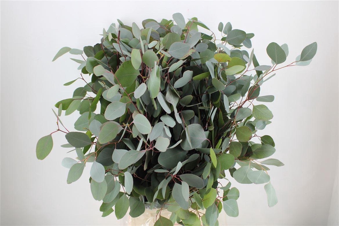 Euca Populus 300gr P Bunch