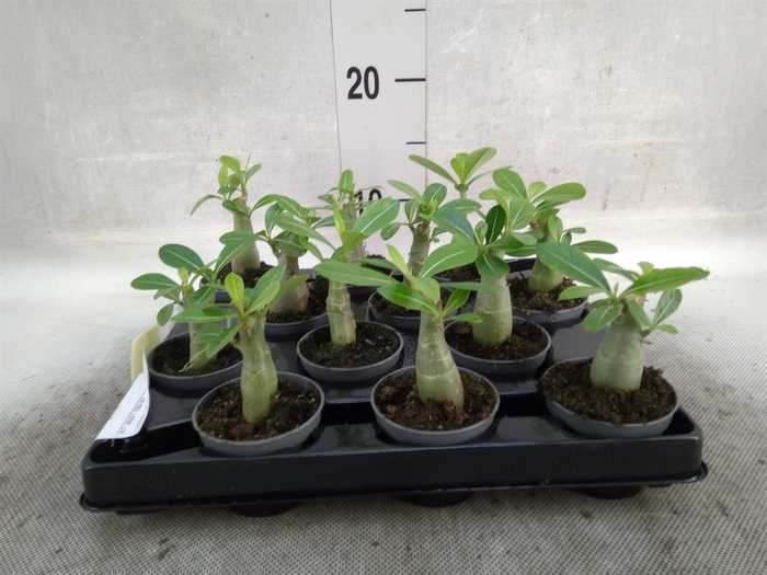 <h4>Adenium obesum</h4>