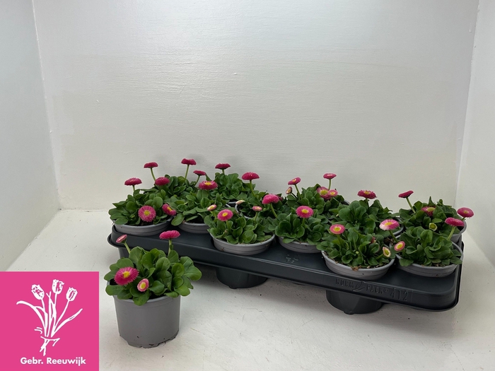 <h4>BELLIS P KL RU ROSE</h4>