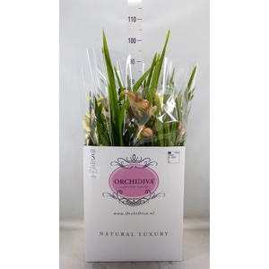 Cymbidium   ...mix