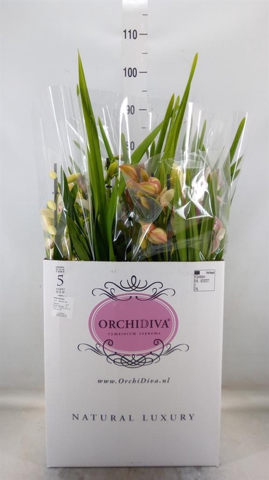 <h4>Cymbidium   ...mix</h4>