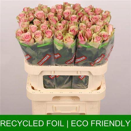 <h4>R Gr Belle Rose</h4>