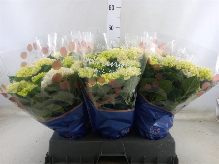 <h4>Hydrangea mac. 'Hi River'</h4>