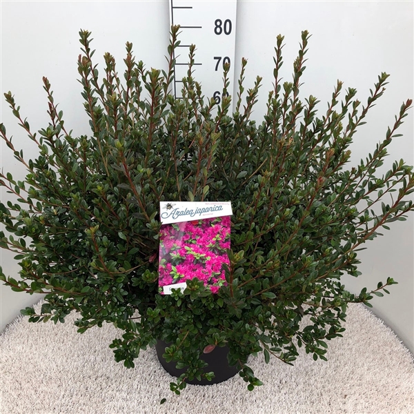 <h4>Rhodo. (AJ) 'Amoena' purple</h4>