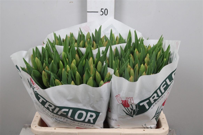 <h4>Tu En Orange Juice</h4>