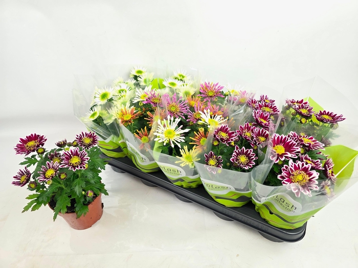 <h4>CHRYS SPLASH GEM</h4>