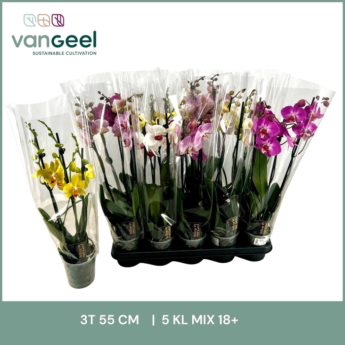 <h4>PHAL GEM 5 KL</h4>