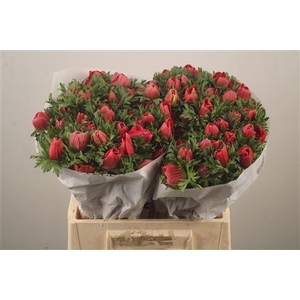 Anemone Mistral Red