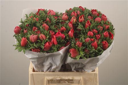 <h4>Anemone Mistral Red</h4>