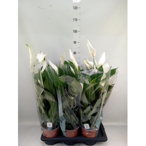 Spathiphyllum  'Bingo Cupido'