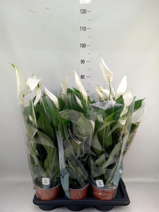 <h4>Spathiphyllum  'Bingo Cupido'</h4>