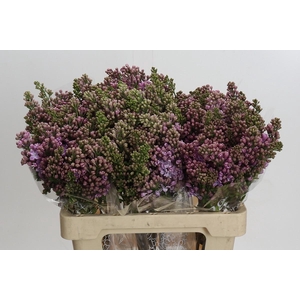 Lilac Vulg Lavaliensis