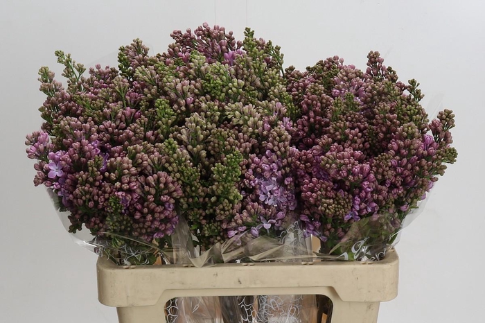 <h4>Lilac Vulg Lavaliensis</h4>