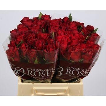 <h4>R GR EVER RED</h4>