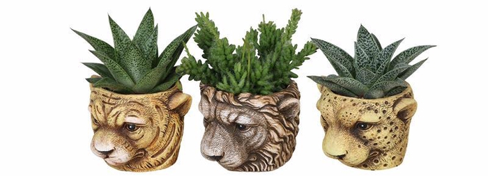 <h4>KALANCHOE MIX P6 L 65511</h4>